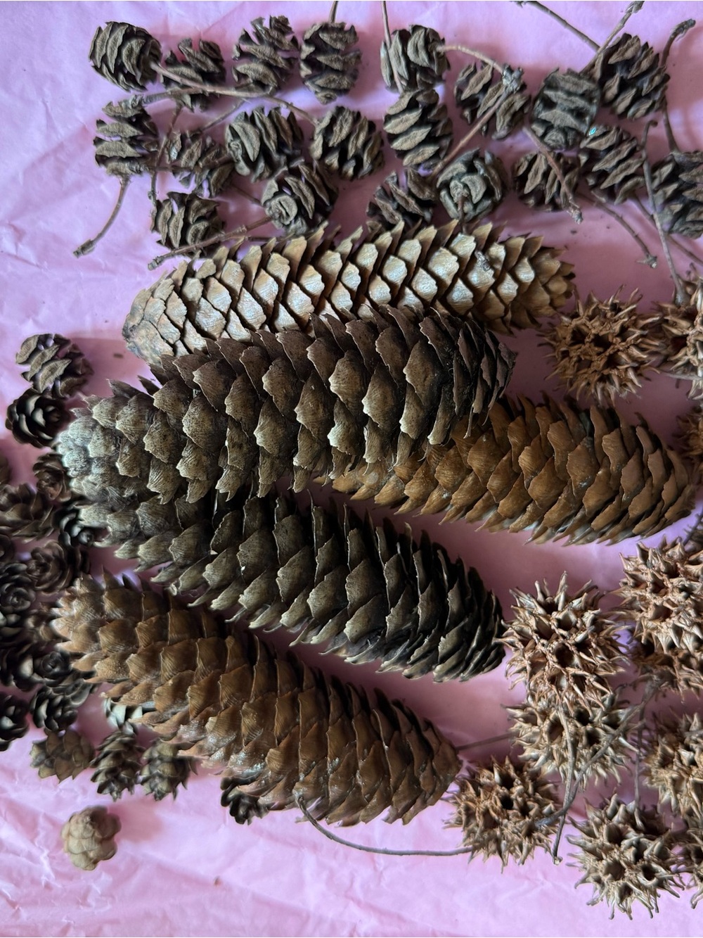 Natural Conifer Cone Craft Set – 4 Varieties
